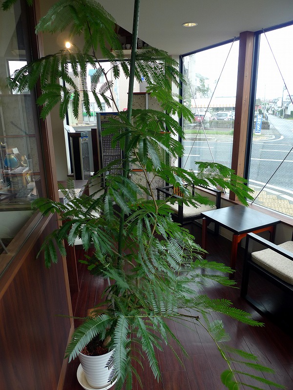 店内の観葉植物。エバーフレッシュ
