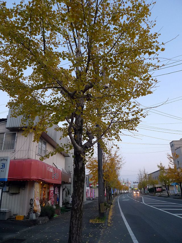 しんきん通りの銀杏並木
