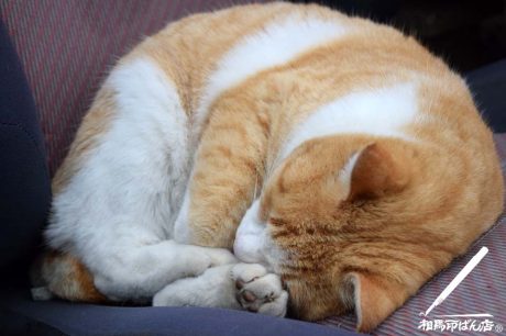 丸まって寝る猫