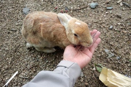 餌を食べるウサギ