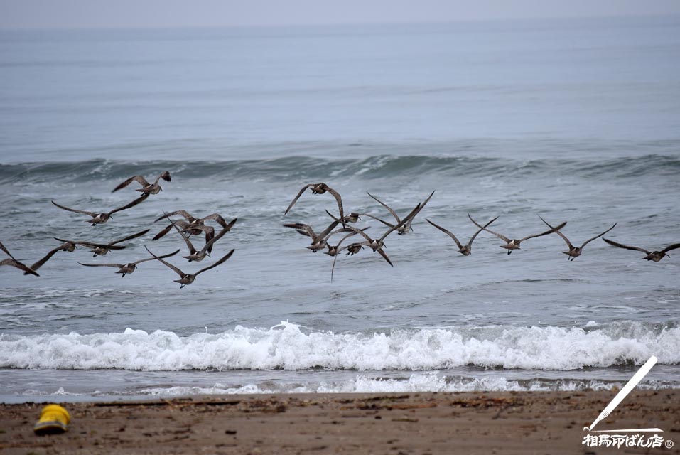 海面を飛ぶ鳥